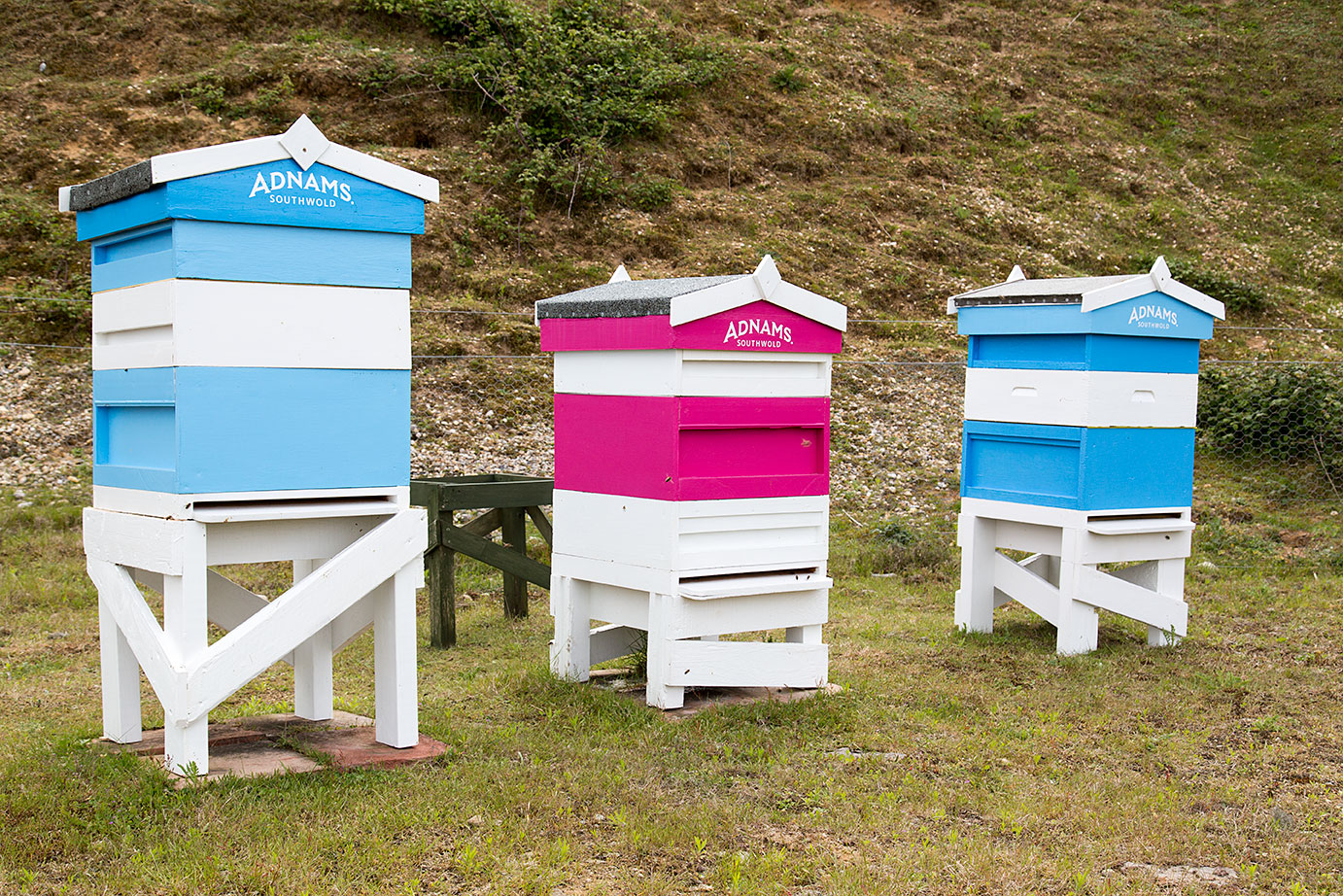 Adnams apiaries: the land is also home to barn owls, sand martins, and great crested newts